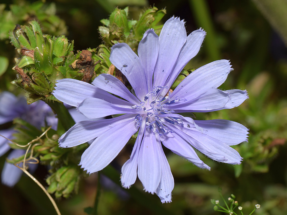 BlueFlower2.jpg