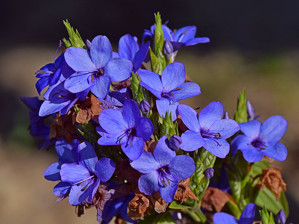 BlueFlower2.jpg
