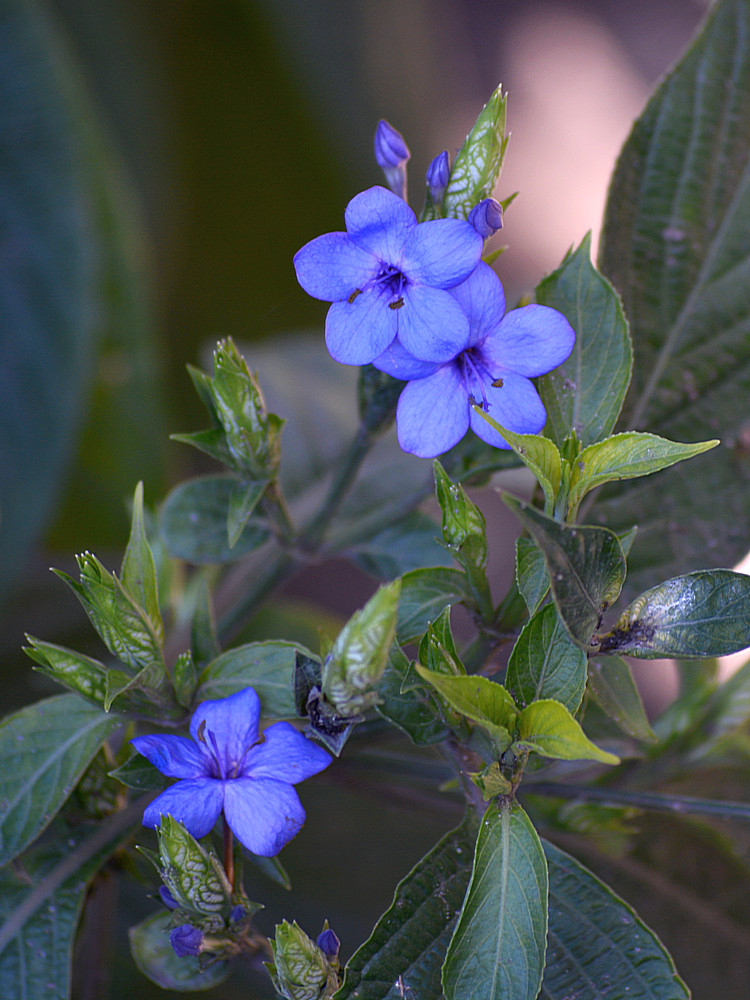 BlueFlower26Dec2013.jpg