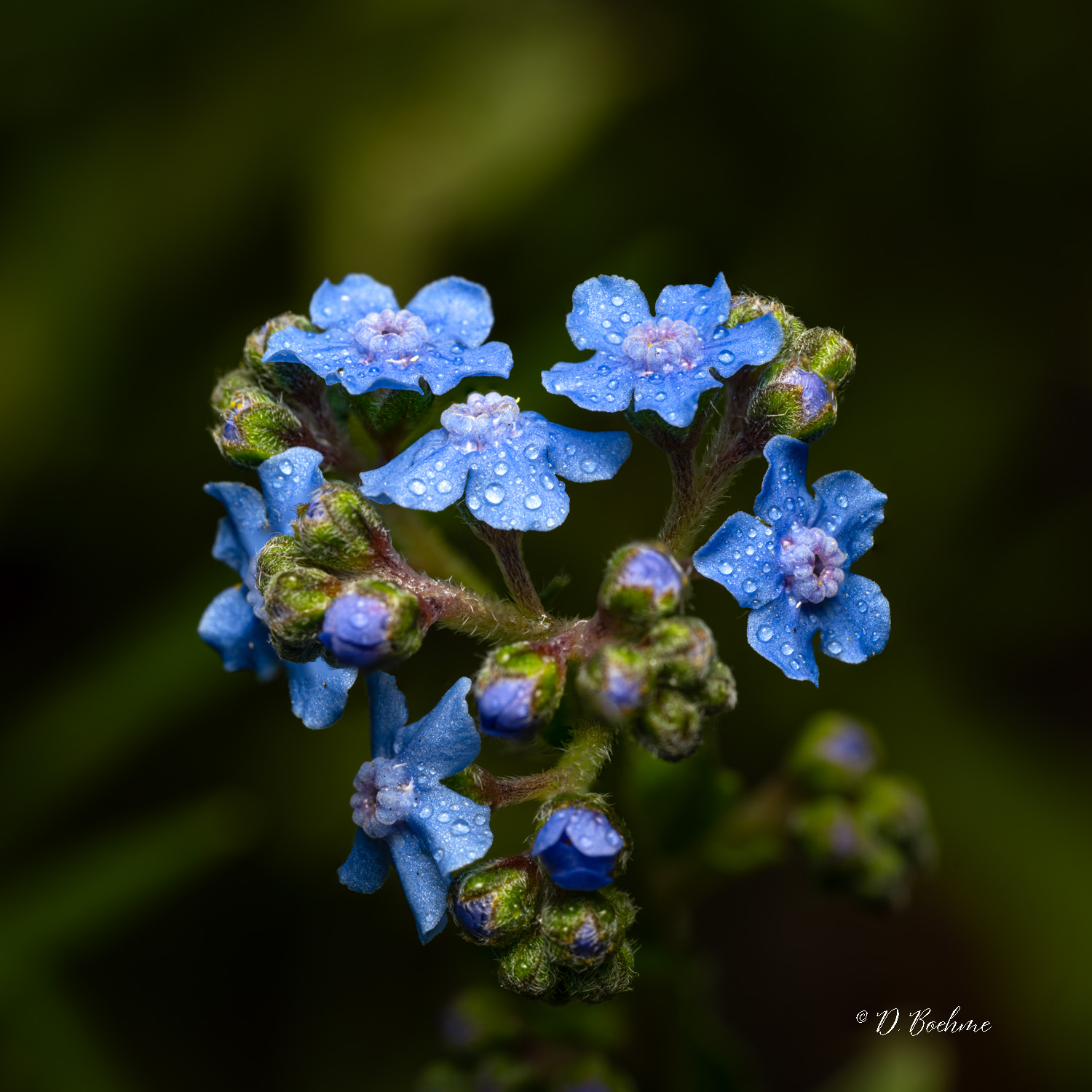 blueflwr.jpg