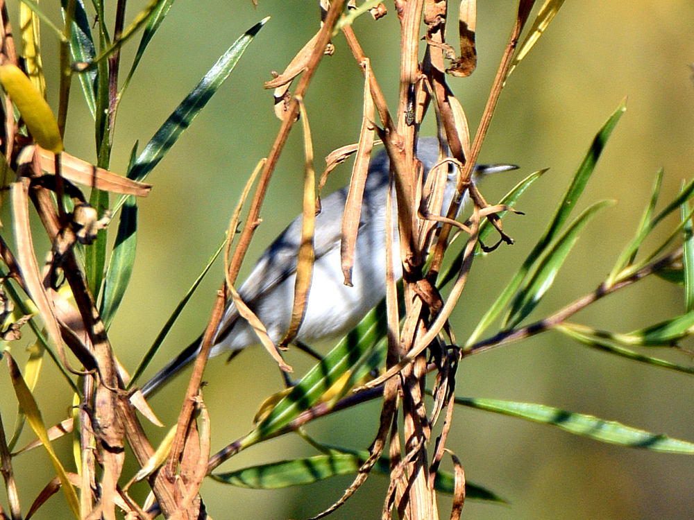 BlueGrayGnatCatcher.jpg