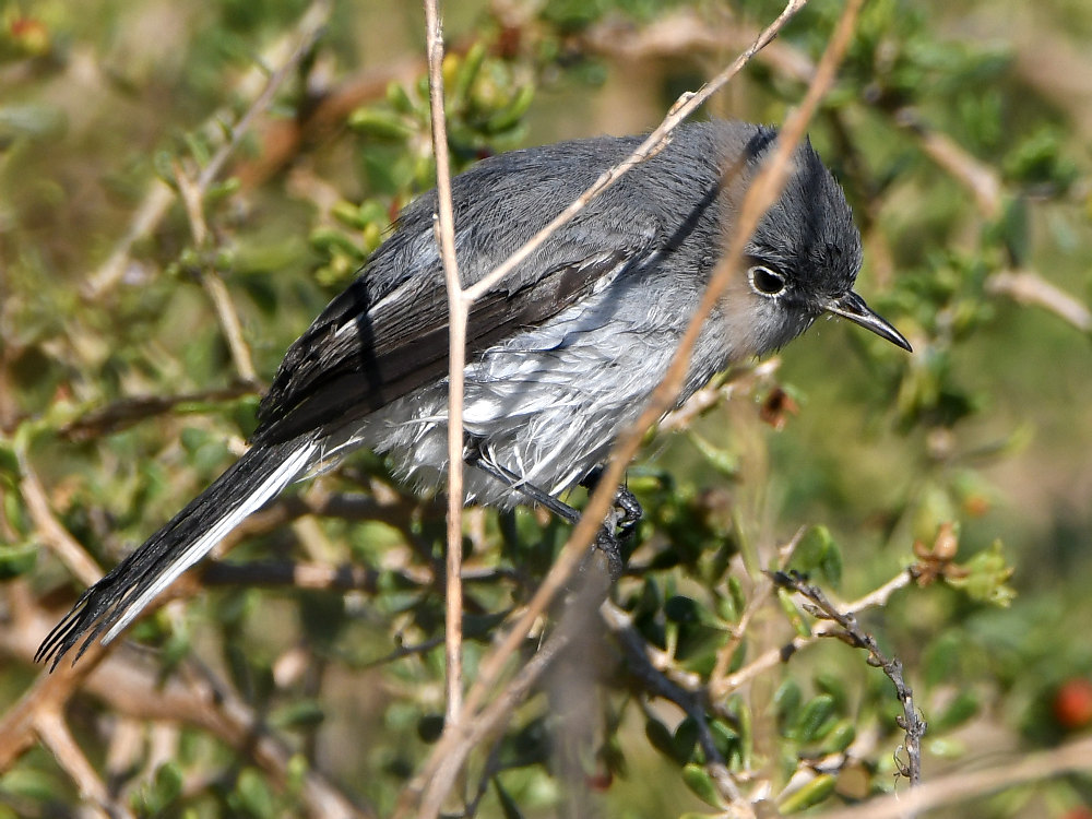 BlueGrayGnatCatcher.jpg