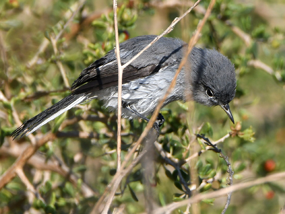 BlueGrayGnatCatcher2.jpg