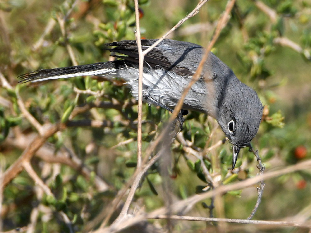 BlueGrayGnatCatcher3.jpg