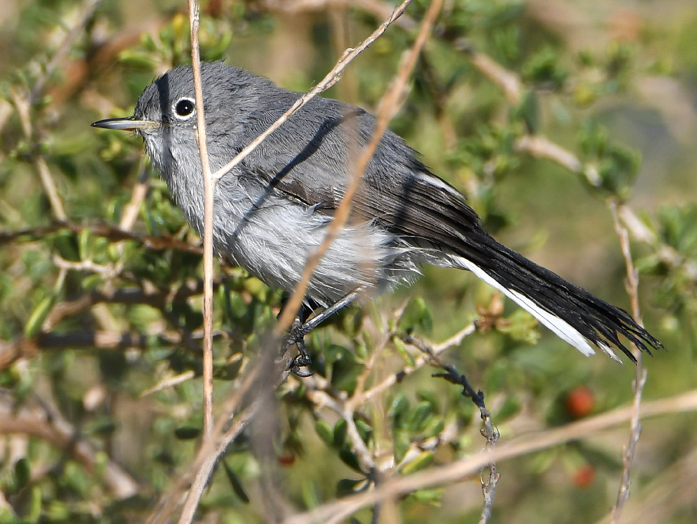 BlueGrayGnatCatcher4.jpg
