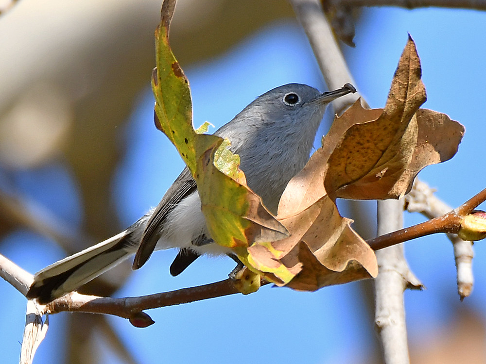 BlueGrayWarbler.jpg