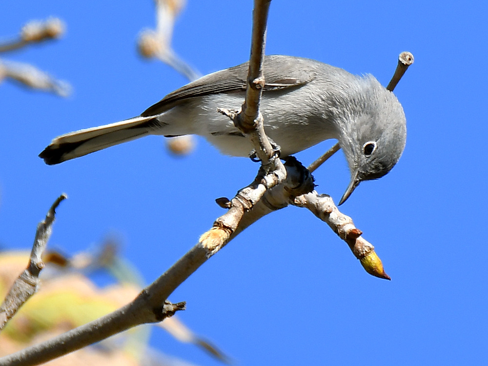 BlueGrayWarbler2.jpg