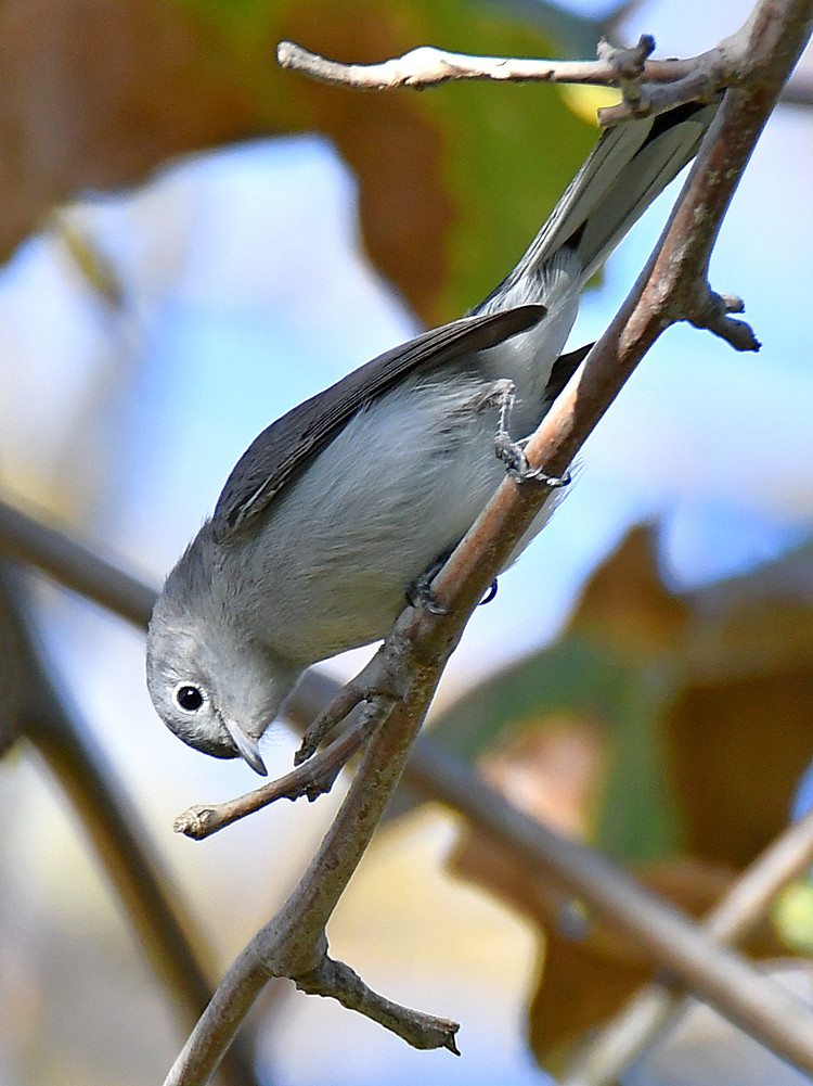 BlueGrayWarbler3.jpg