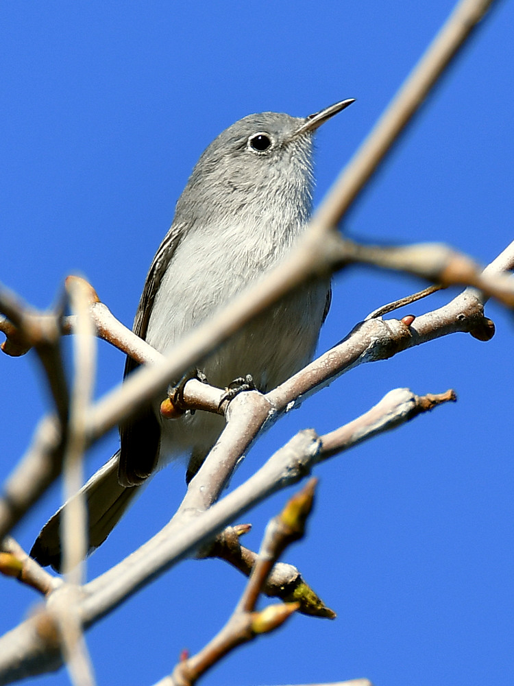 BlueGrayWarbler4.jpg