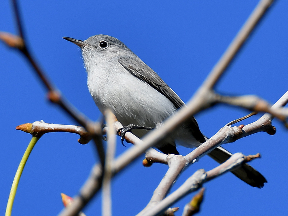 BlueGrayWarbler5.jpg