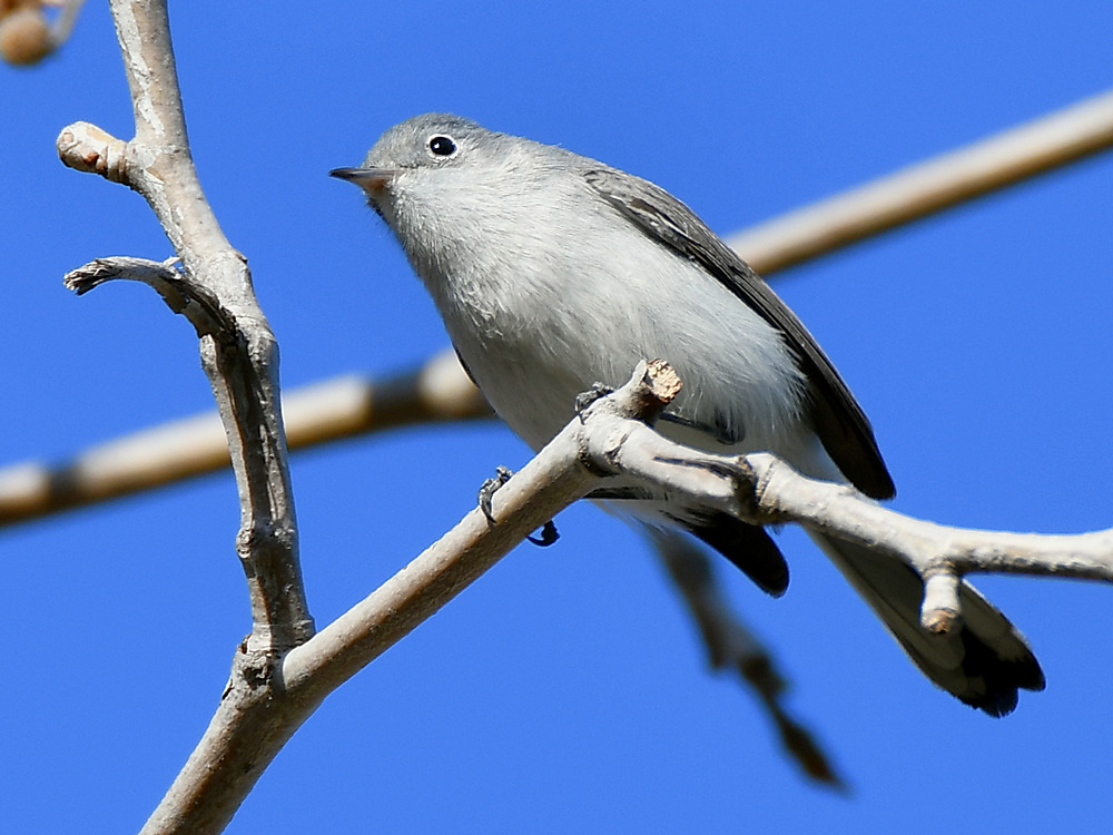 BlueGrayWarbler6.jpg