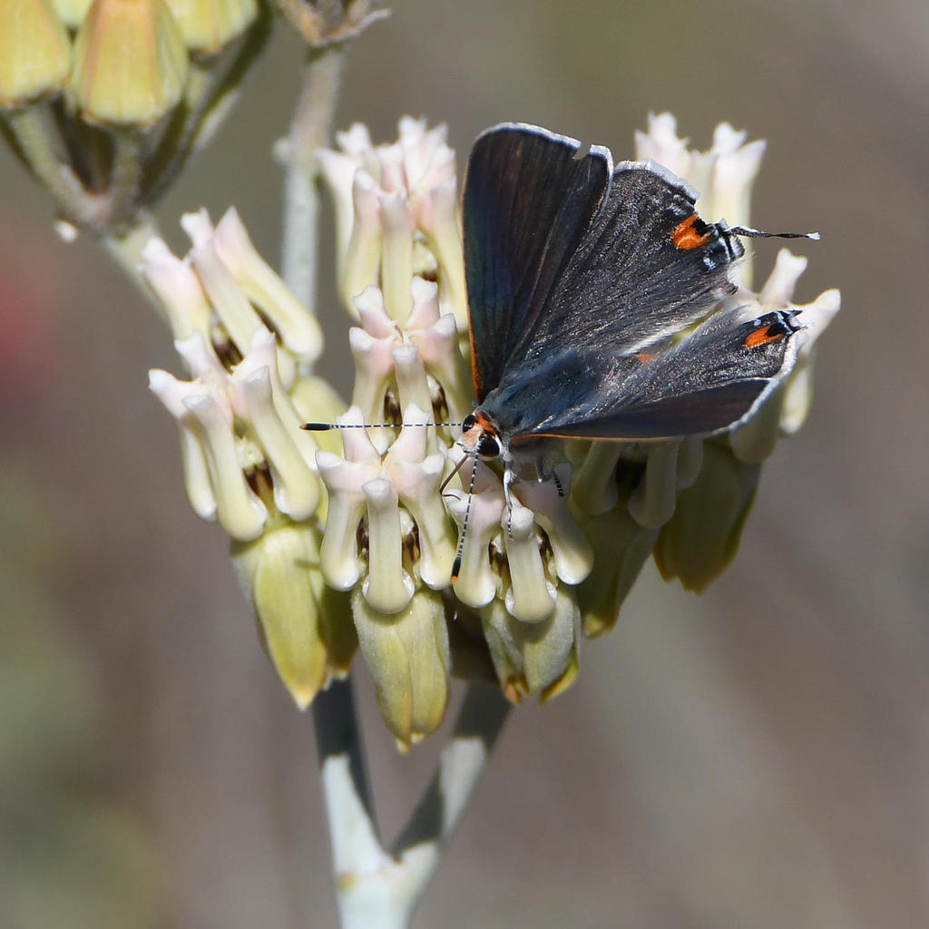 BlueHairstreak.jpg