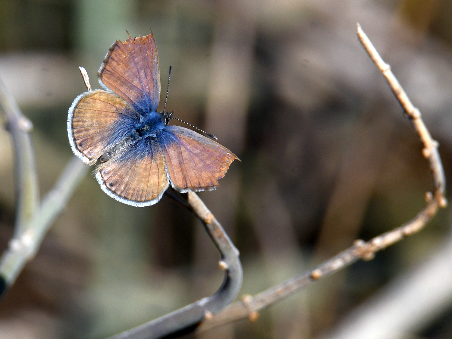 BlueHairstreak.jpg