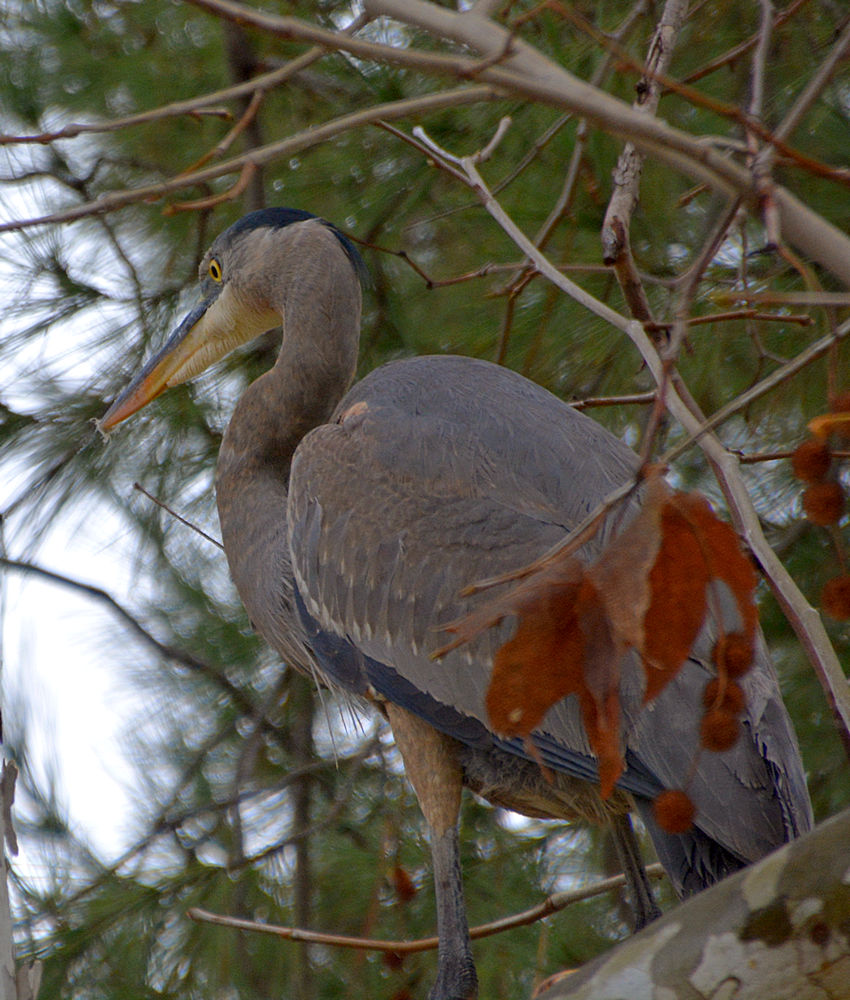 BlueHeron.jpg