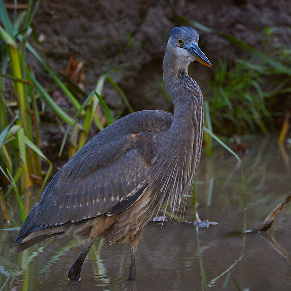 BlueHeron.jpg