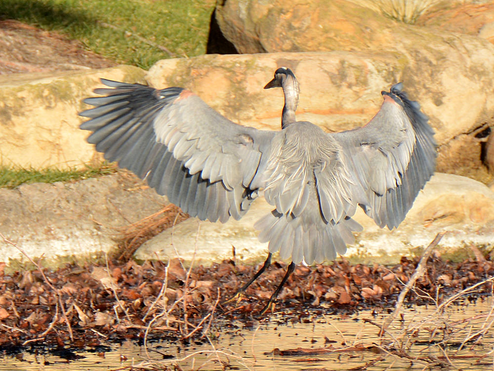 BlueHeron.jpg
