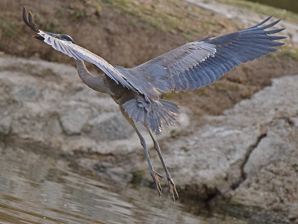 BlueHeron.jpg