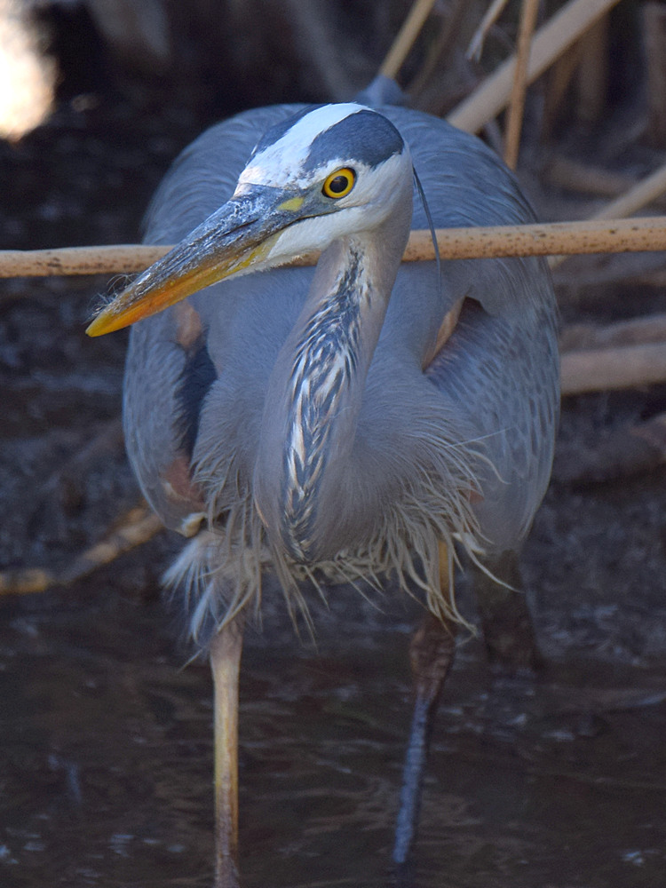 BlueHeron.jpg