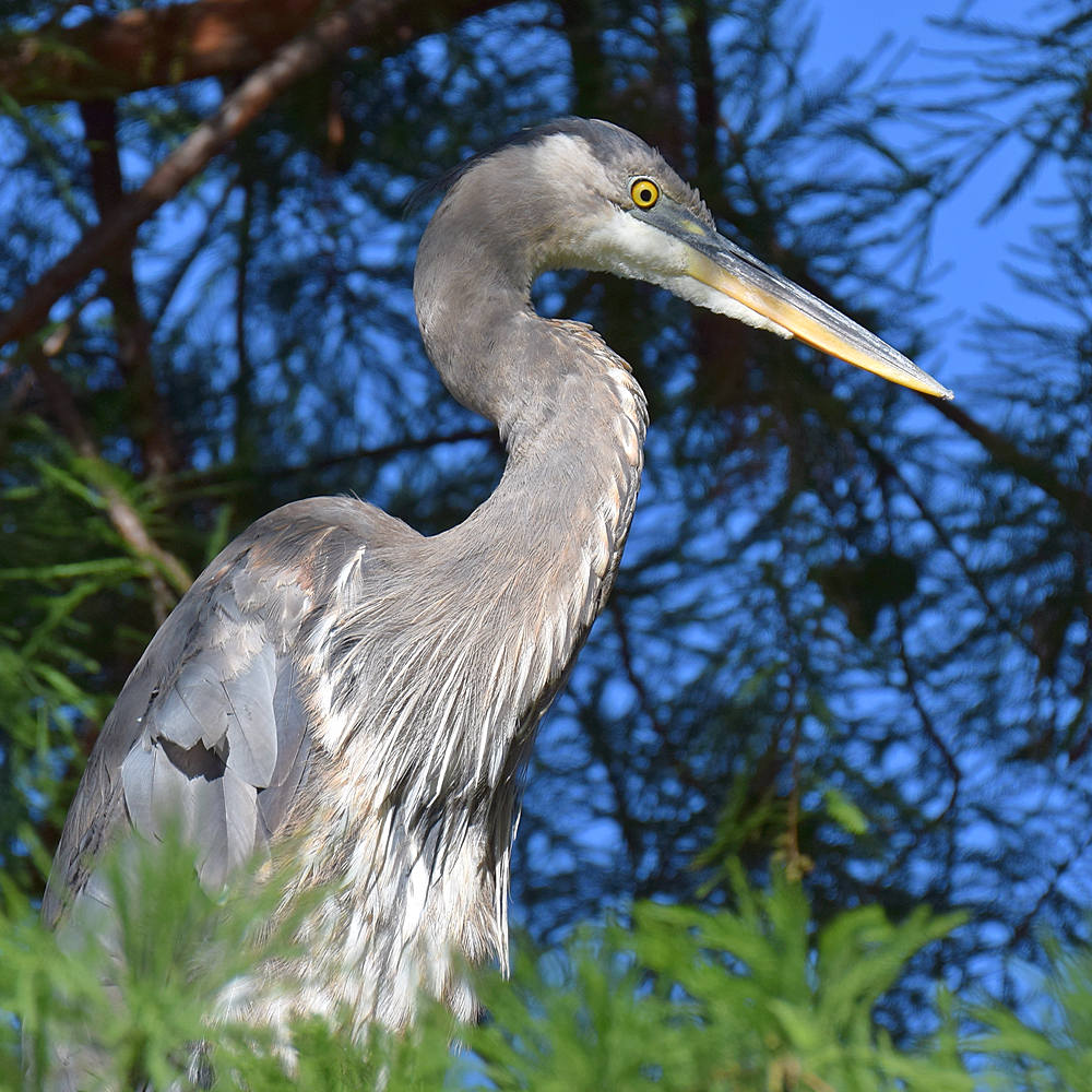 BlueHeron.jpg