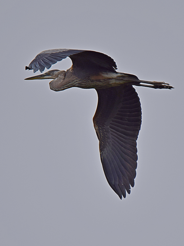 BlueHeron.jpg