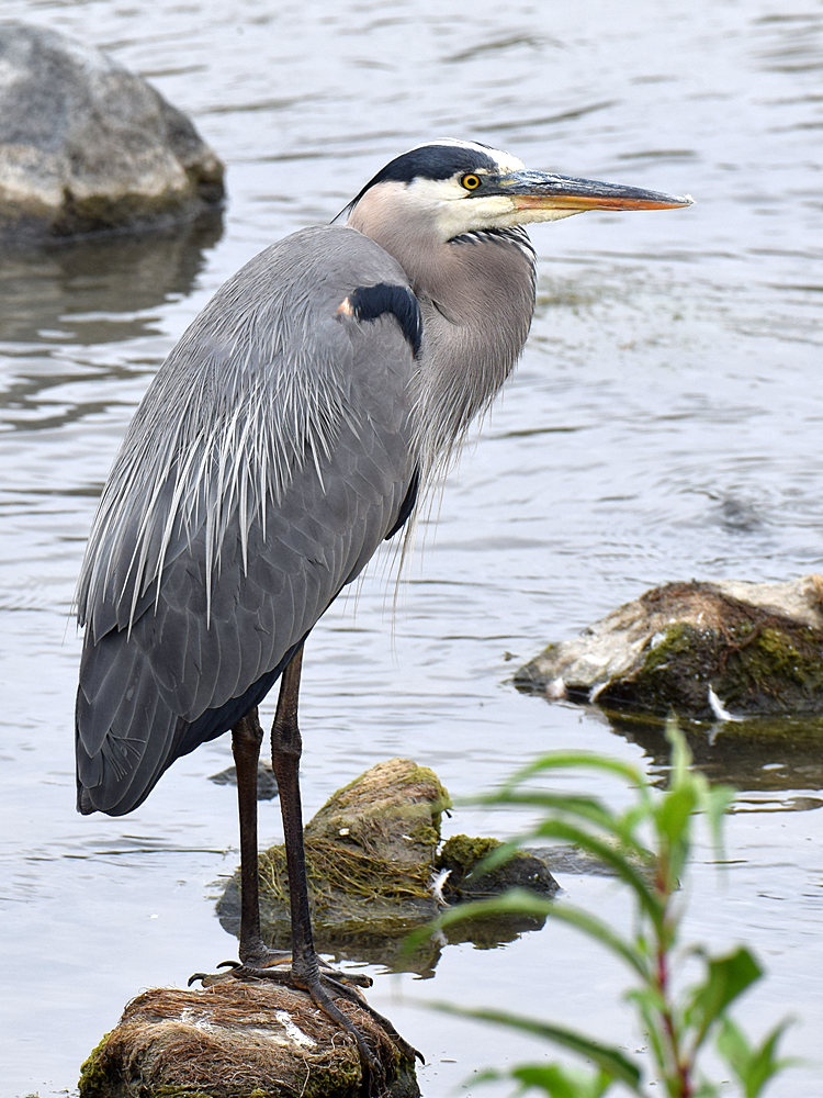 BlueHeron.jpg