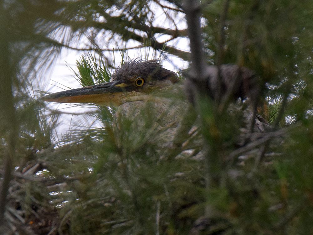 BlueHeron.jpg