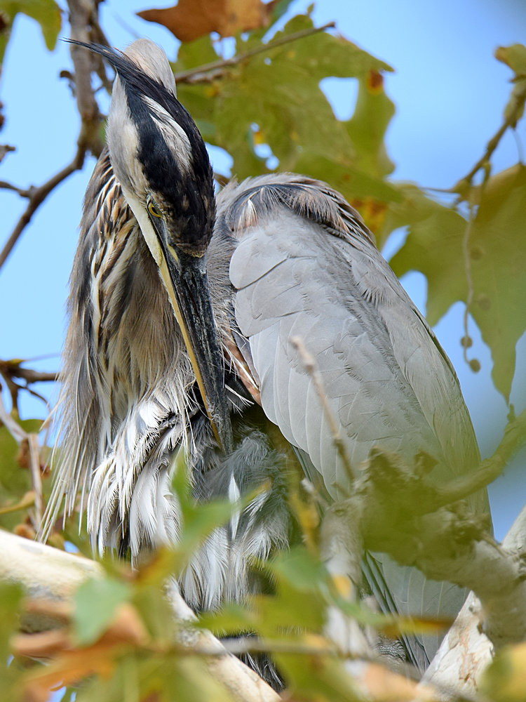 BlueHeron.jpg