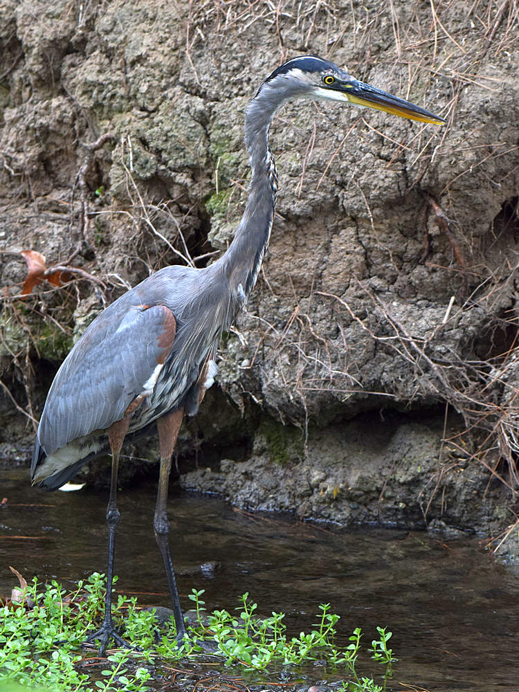 BlueHeron.jpg