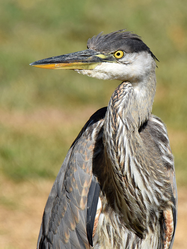 BlueHeron.jpg