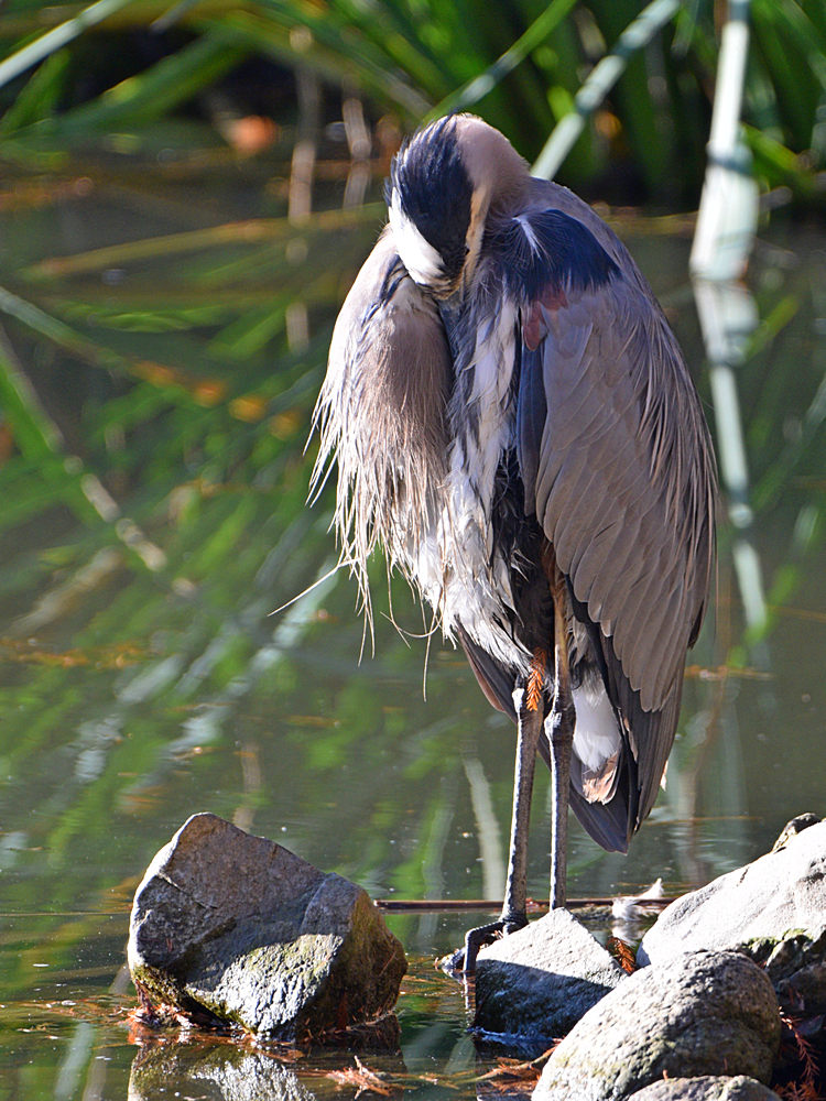 BlueHeron.jpg
