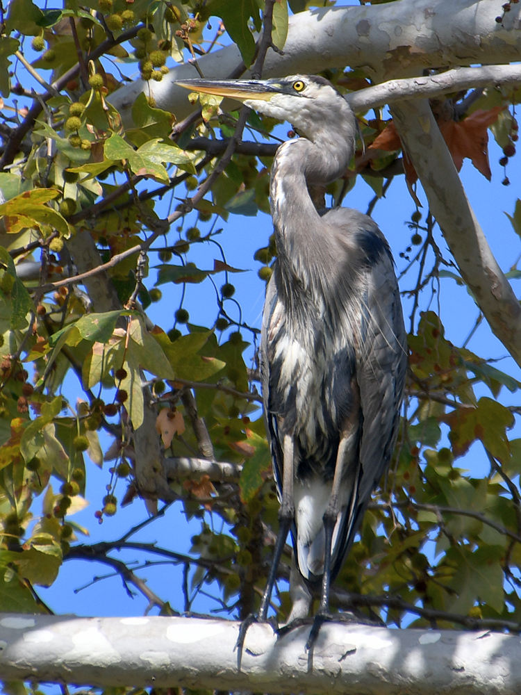 BlueHeron.jpg