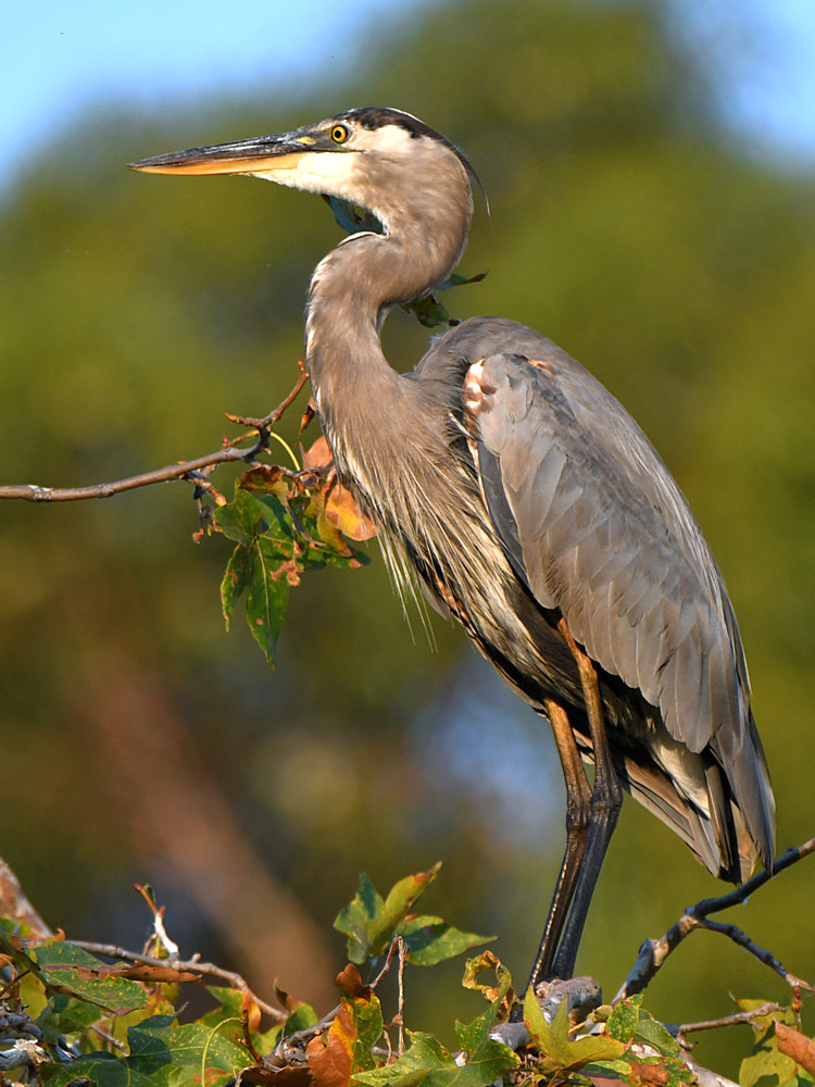 BlueHeron.jpg