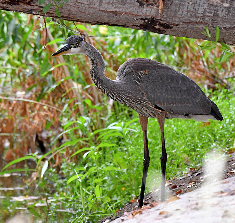 BlueHeron.jpg