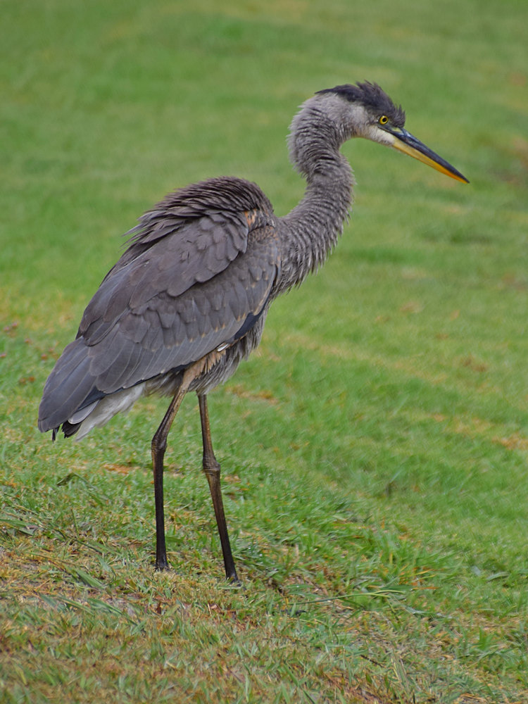 BlueHeron.jpg