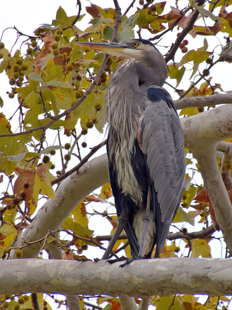 BlueHeron.jpg