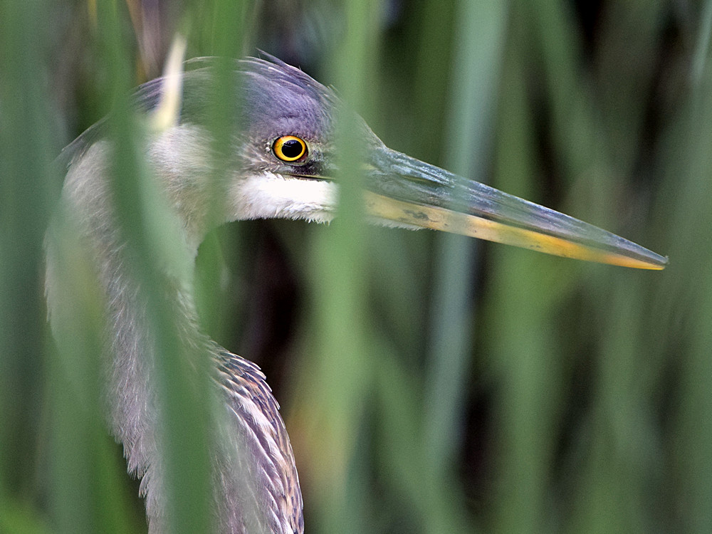 BlueHeron.jpg