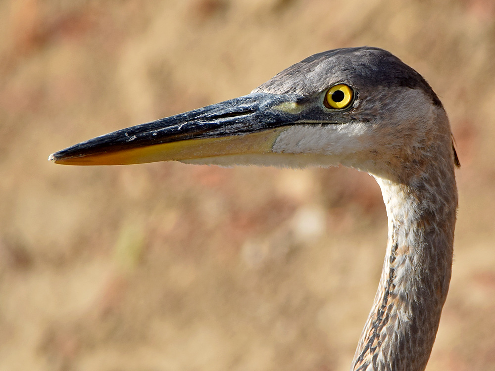 BlueHeron.jpg