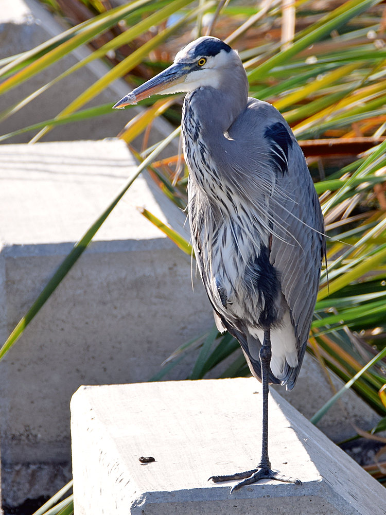 BlueHeron.jpg