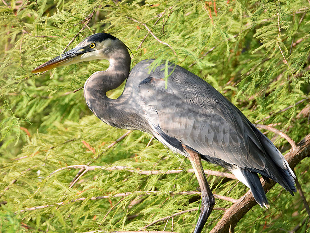 BlueHeron.jpg