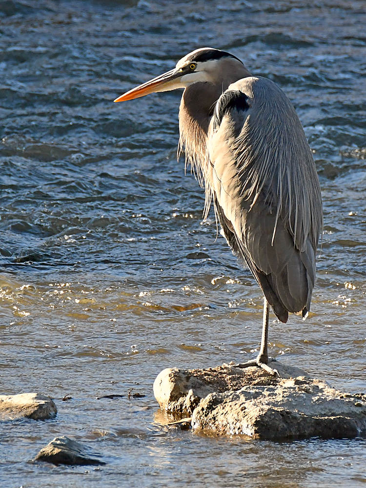 BlueHeron.jpg