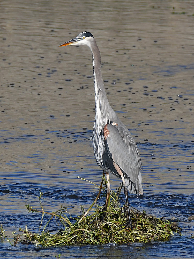 BlueHeron.jpg