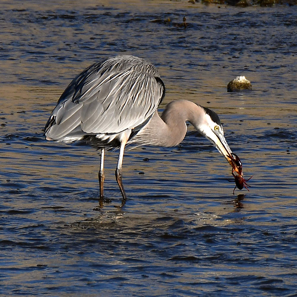 BlueHeron.jpg