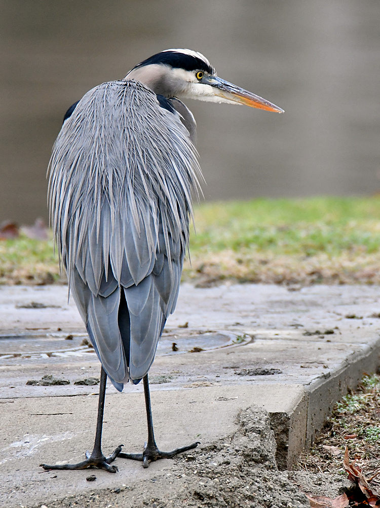 BlueHeron.jpg