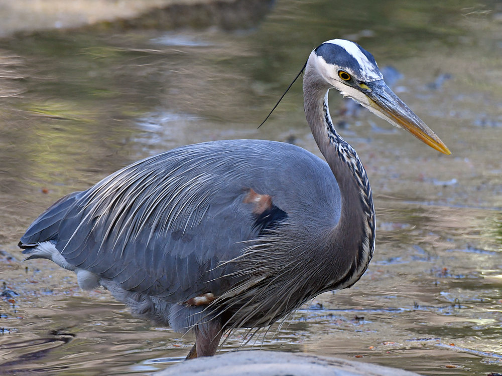 BlueHeron.jpg