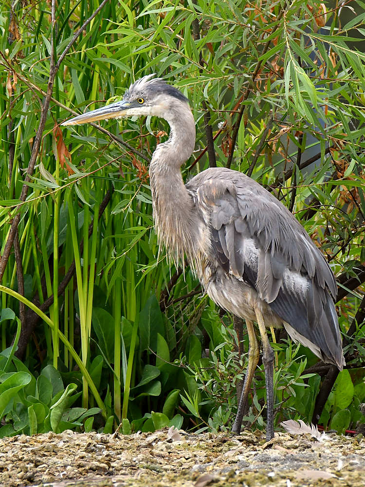 BlueHeron.jpg