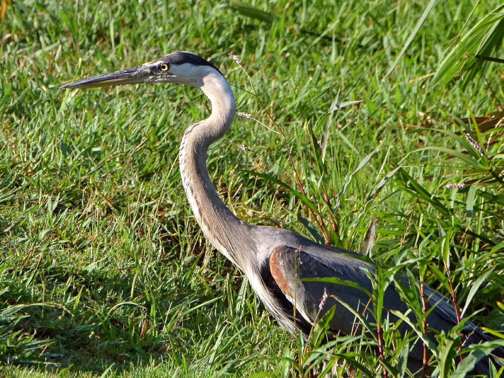 BlueHeron.jpg