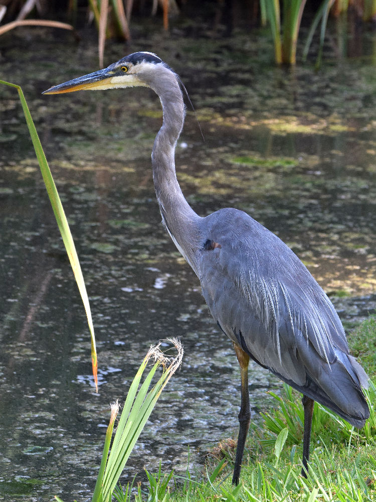 BlueHeron.jpg