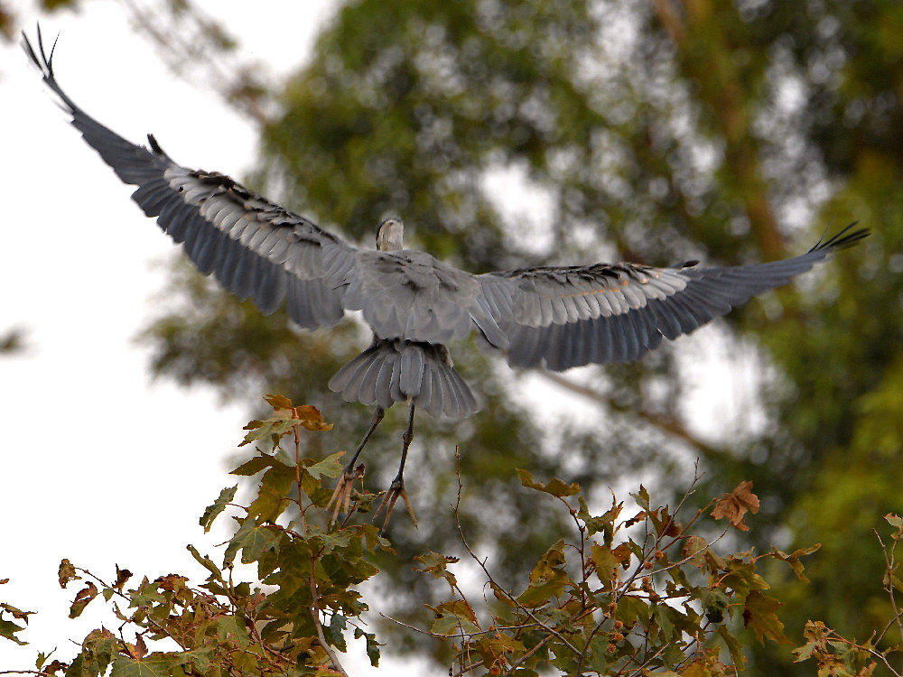BlueHeron.jpg