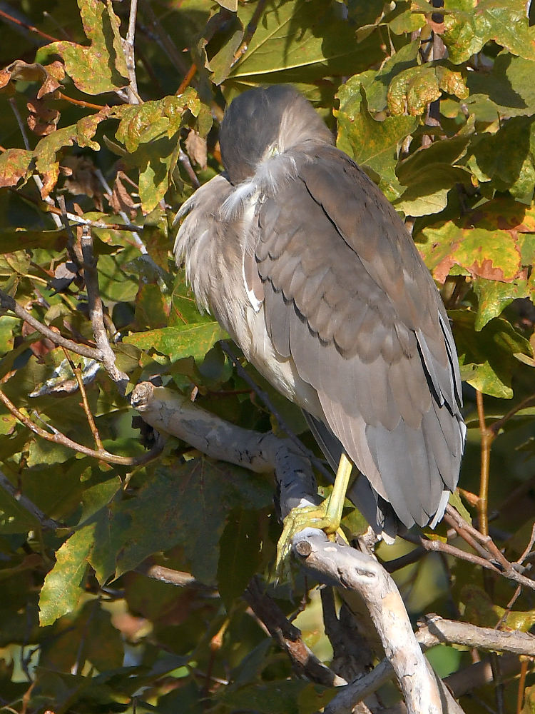 BlueHeron.jpg