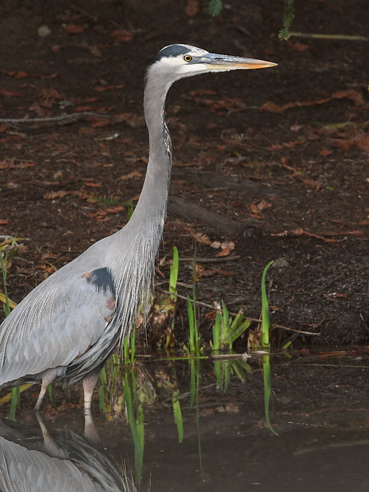 BlueHeron.jpg